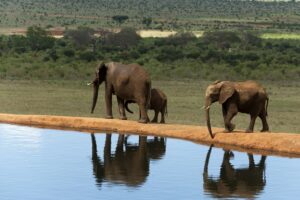 Elephants (Loxodonta africana), Tsavo East National Park, Kenya