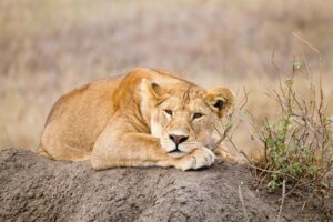 Lioness close up. Serengeti National Park, Tanzania, Africa